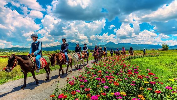 尊享拉市海純玩一日遊【騎馬+划船+網紅莊園拍照打卡】隨訂隨行