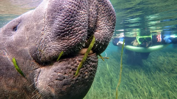 Passeio de nado com peixes-boi e fotógrafo subaquático