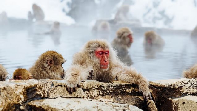 1-Day Snow Monkeys, Zenko-ji Temple & Sake in Nagano