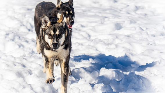 Meltosjärvi : Excursion en chiens de traîneau en autonomie - Expérience sur le sentier du lac
