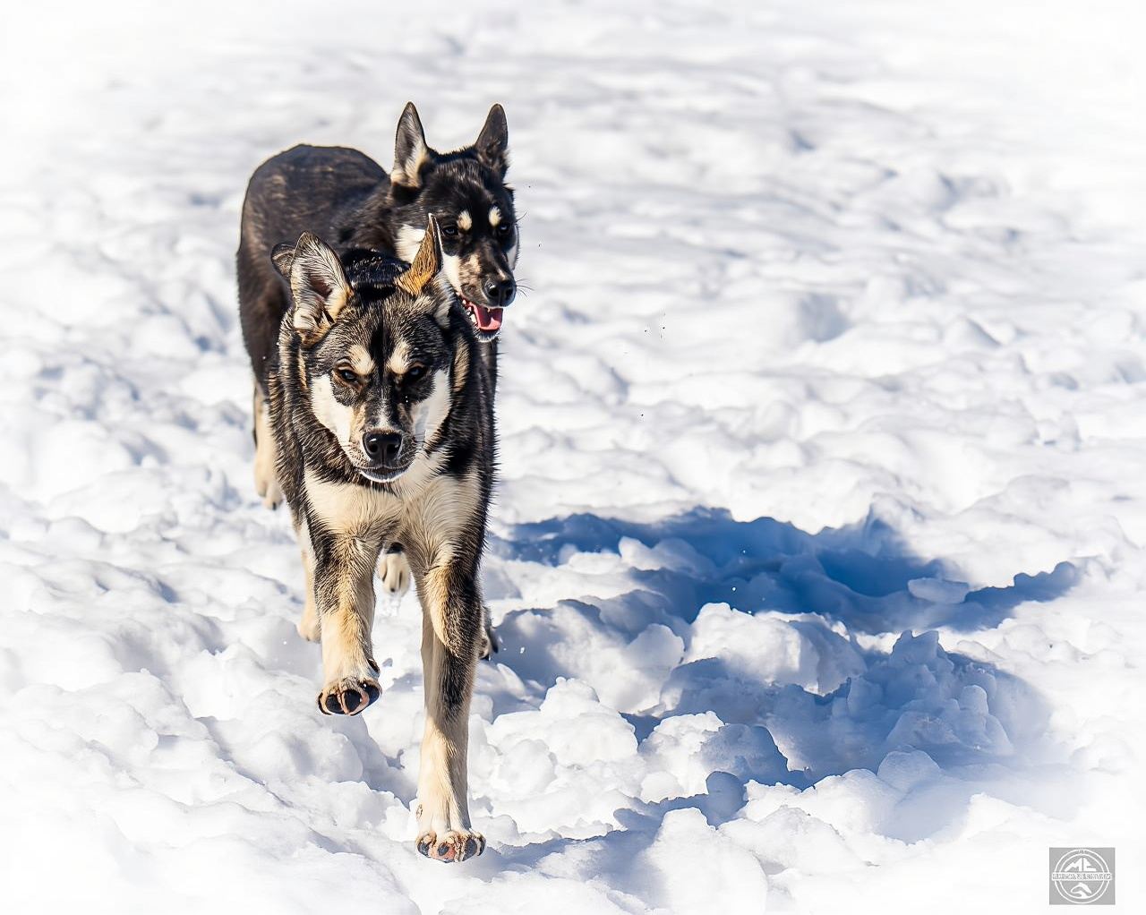 Meltosjärvi: Tur Husky Mengemudi Sendiri - Pengalaman Jalur Danau