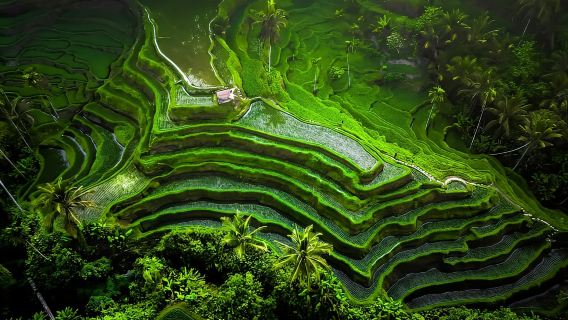Bali: Visita al Gran Templo de Besakih con cascada y terrazas de arroz