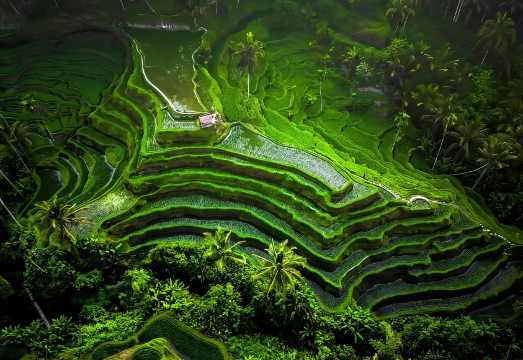 Ubud: All-Inclusive Tour with Optional Lunch