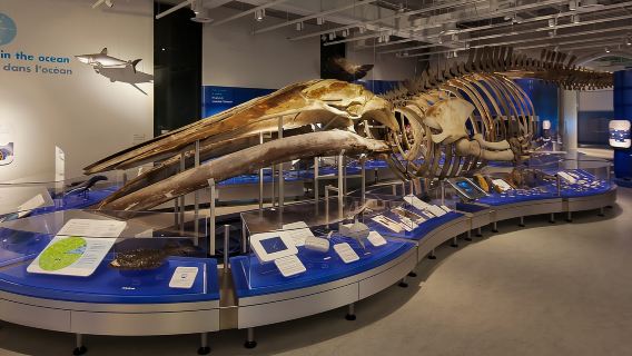 Ottawa: Canadian Museum of Nature Admission