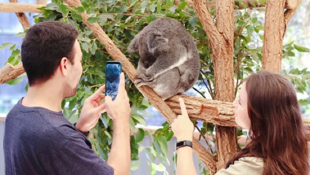 澳洲布里斯本｜旅遊陪同翻譯｜雪梨地陪｜展會｜商務考察洽談｜自由行地接｜接機（可私人訂製）