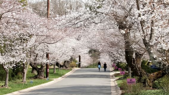 Kenwood Cherry Blossoms: Fuga di mezza giornata a Washington DC