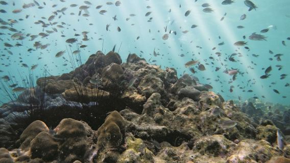 ทัวร์ 1 วัน ลังกาวี ปูเลาปายาร์ ดำน้ำตื้น ดำน้ำลึก + อาหารกลางวัน/บริการรับส่ง