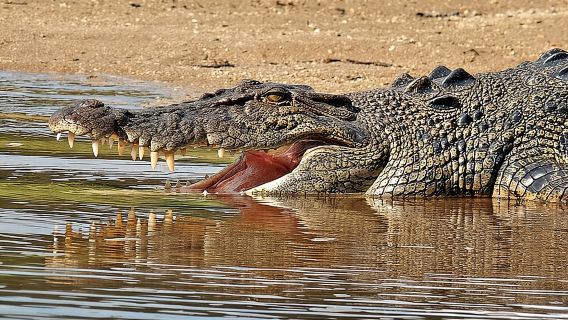 Daintree River Cruise