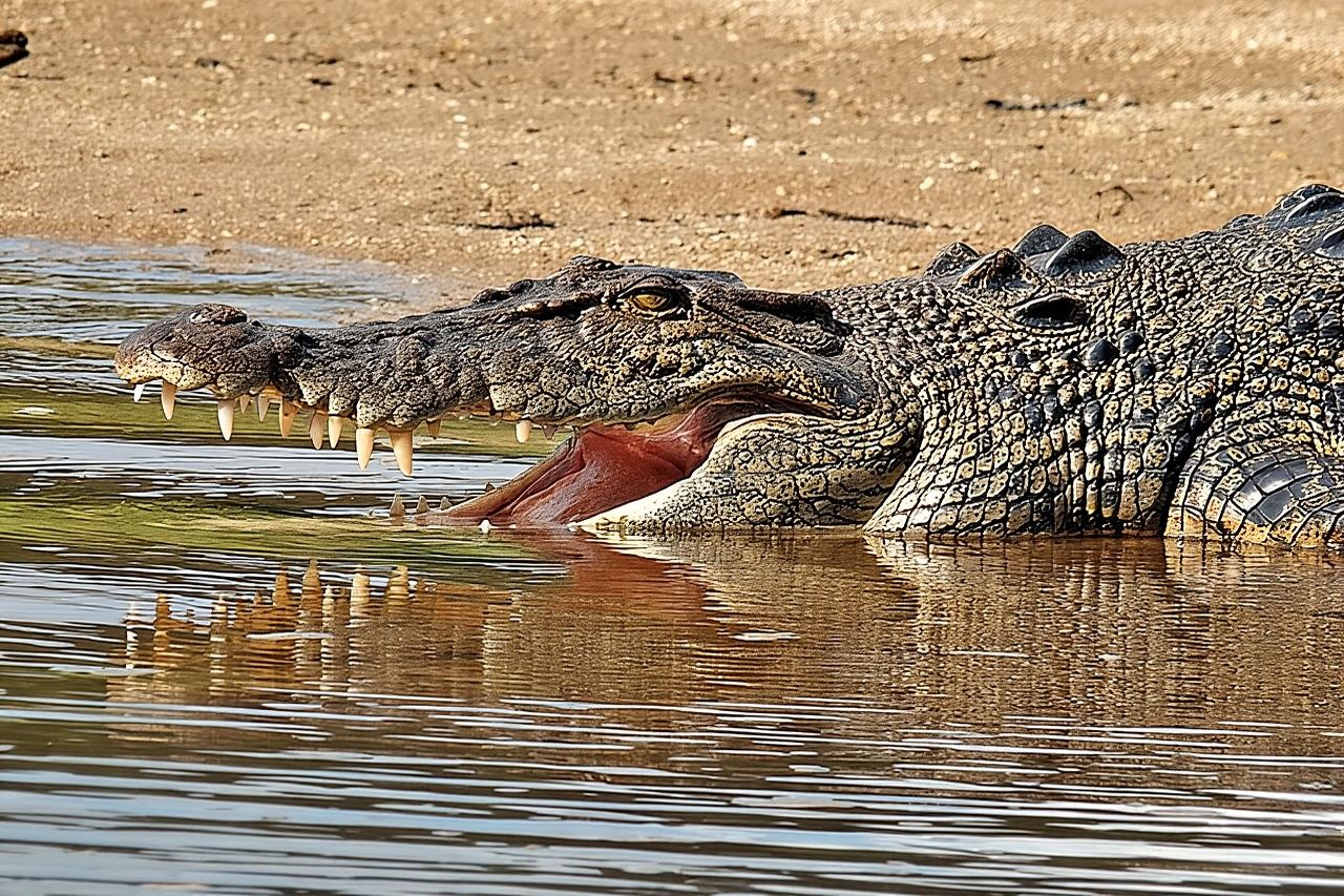 Daintree River Cruise