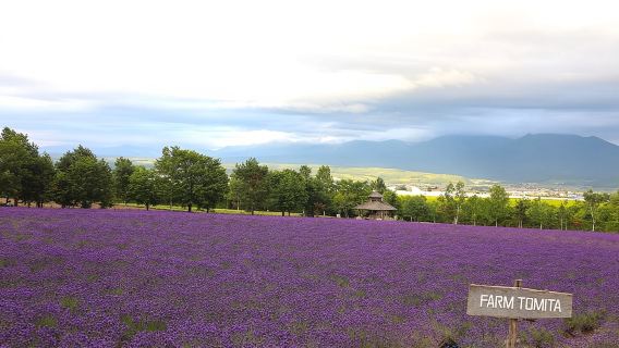 Asahiyama Zoo, Aoiike, Farm Tomita, Ningle Terrace (from Sapporo)