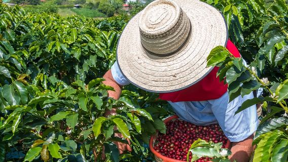 Salento dan Cócora Tour serta Ladang Kopi dari Pereira atau Armenia