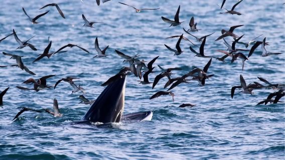 廣西北海潿洲島遊艇帆船租借共船包船出海賞鯨尋鯨浮潛海釣旅遊