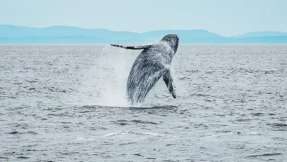 Vancouver Half-Day Whale Watching Adventure with Free Photos