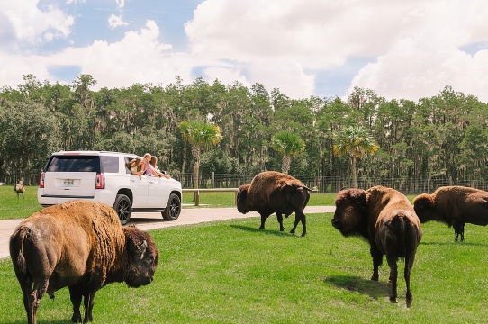 Tiket Masuk Wild Florida Drive-Thru Safari dan Taman Buaya