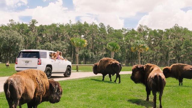Wild Florida Drive-Thru Safari and Gator Park Admission