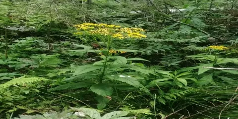 長白山西坡溯溪捕魚+挖人參+萌寵餵養+BBQ燒烤