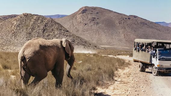 Tour tham quan khu bảo tồn động vật hoang dã từ Cape Town, Nam Phi (bao gồm bữa trưa/nhóm nhỏ 11 người)