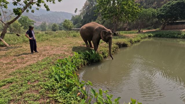 Half-day elephant care program at CHIANGMAI ELEPHANT CARE