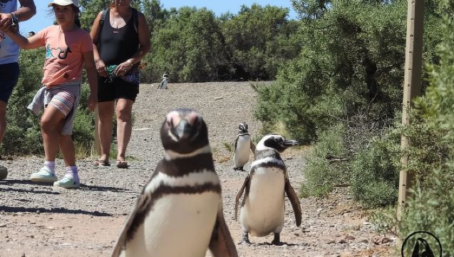Shore Tours Punta Tombo Cruise Ship Passengers Puerto Madryn