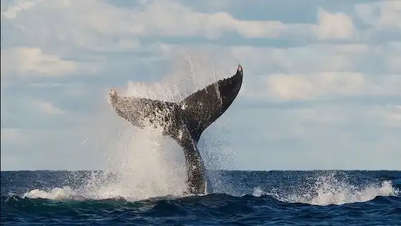 悉尼出海觀鯨遊船【OZ|網紅小黑/白/灰船|幻多奇|Captain Cook多種遊船快艇可選/多碼頭出發/多套餐可選】