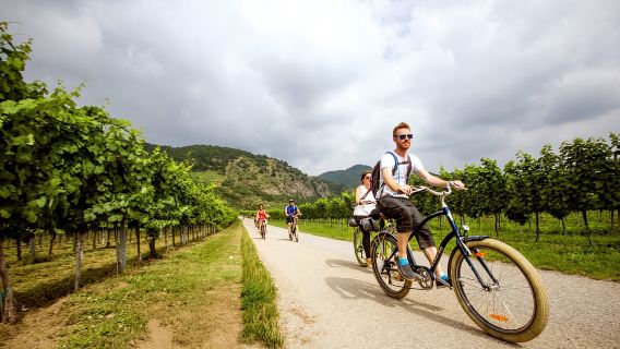Chăn thả nho: Tour đạp xe tham quan Nhà máy rượu vang Wachau Valley