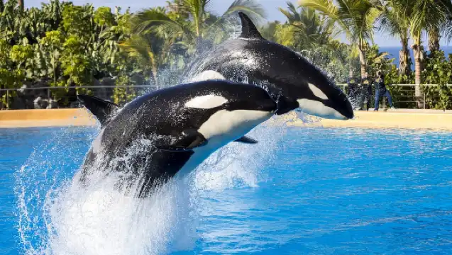 From Gran Canaria: Day Trip to Loro Parque Tenerife