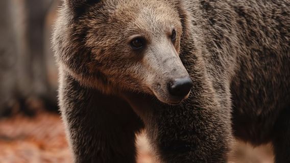 Tour del Centro Internacional Medioambiental ARCTUROS