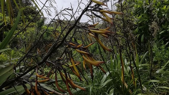 Từ Greymouth: Tour tham quan Bờ Tây trong ngày