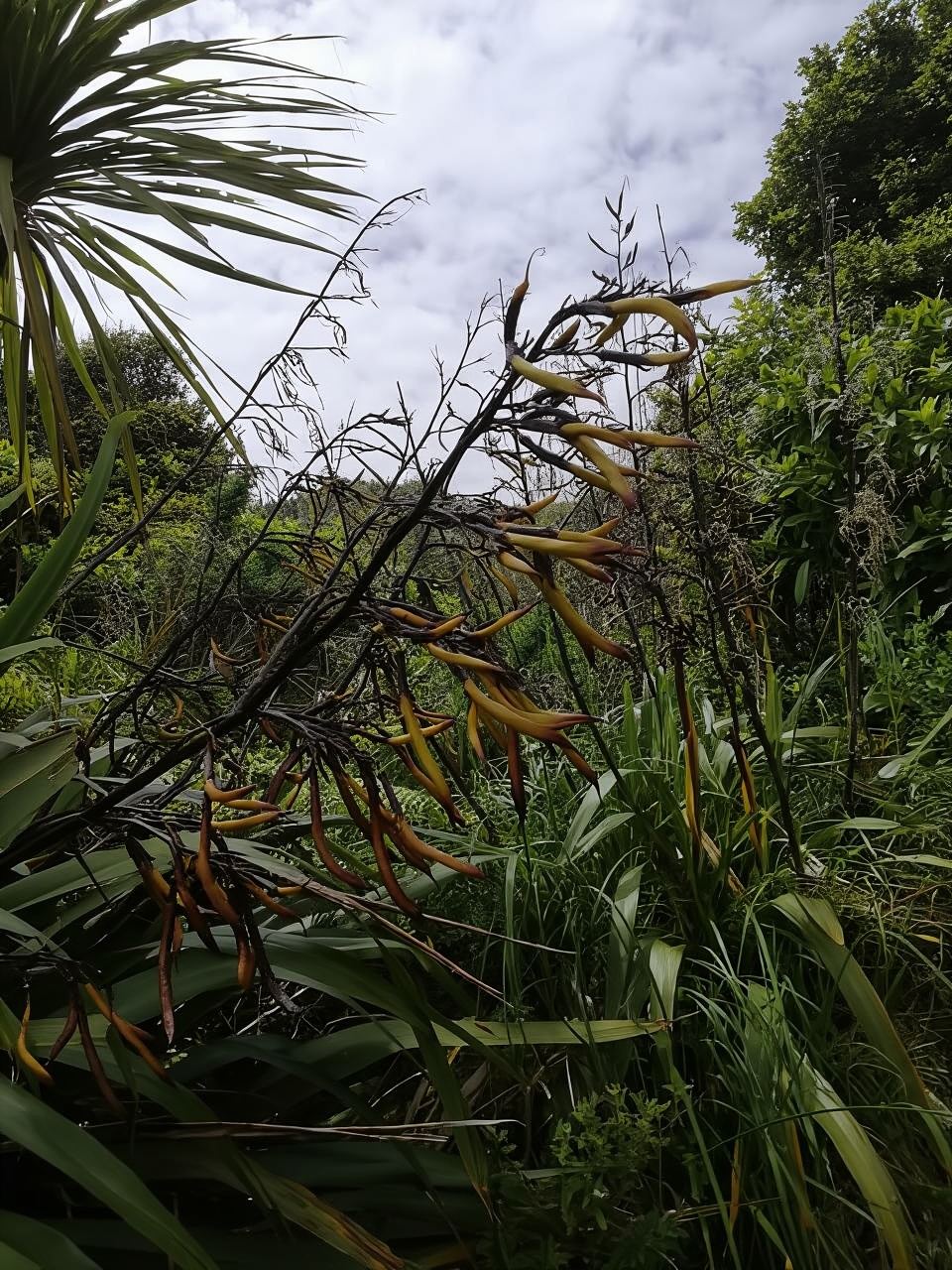 From Greymouth: Highlights West Coast Day Tour