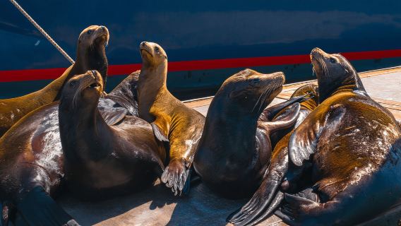 Cabo San Lucas: Tour paseo al Arco + bajada en playa