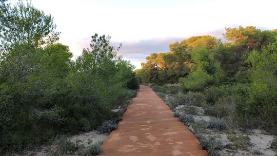 Descubre la Devesa y la Albufera: Visita guiada