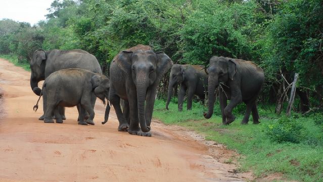 ทัวร์ซาฟารีอูด้าวะลาเวและสถานสงเคราะห์ช้างจากท่าเรือฮัมบานโตตา