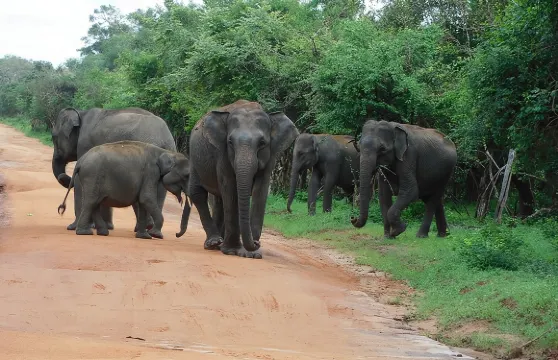 漢班托特港口出發的烏達瓦拉瓦野生動物園及大象孤兒院之旅