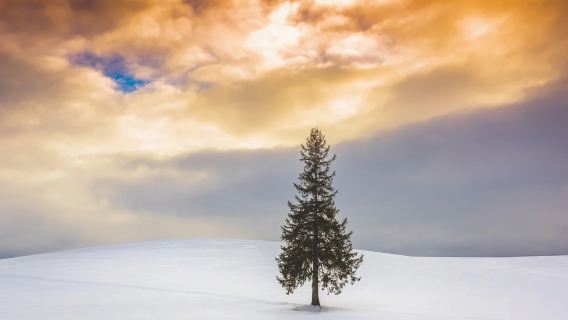 Hokkaido Asahiyama Zoo + Christmas Tree + Blue Pond + Shirahige Falls 1-day tour, Zoo admission ticket Included