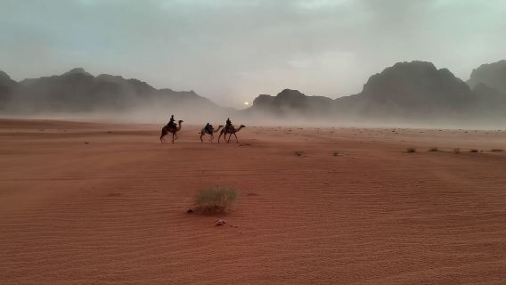 Wadi Rum: Half Day Jeep Tour -