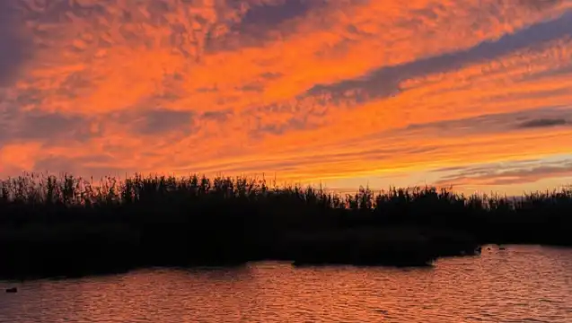 Albufera Valencia: Guided electric boat ride, also at sunset