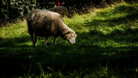 Christchurch to Shamarra Alpacas in Akaroa round-trip private charter for exclusive exploration of North and South Islands