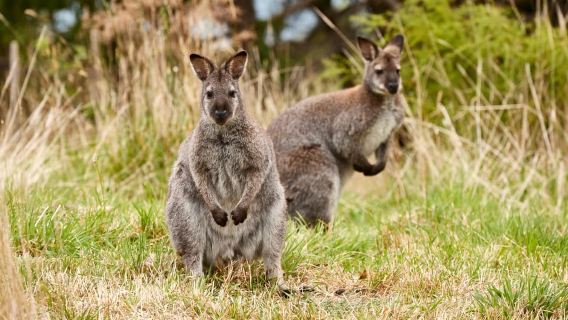 Apollo Bay: Dusk Discovery Great Ocean Road Wildlife Tour