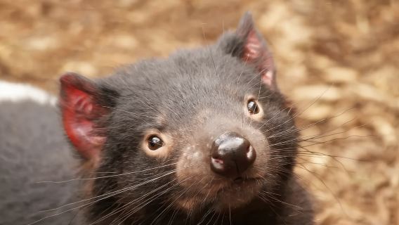 Sydney Wombat & Kangaroo & Waterfall All-Inclusive 1-Day Tour (Search for Square-Pooping Creatures GOGO)