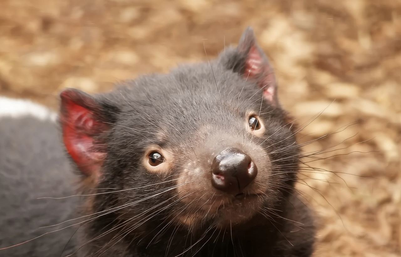 Sydney Wombat & Kangaroo & Waterfall All-Inclusive 1-Day Tour (Search for Square-Pooping Creatures GOGO)