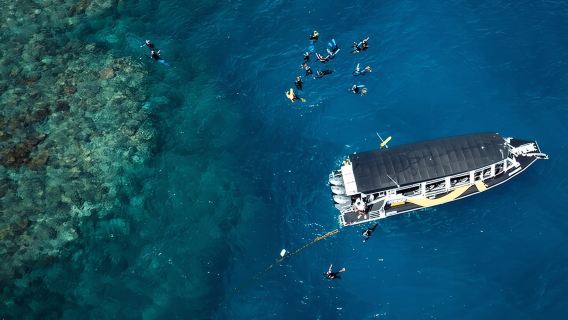 Cairns Half Day Tour a Great Barrier Reef Snorkeling Experience