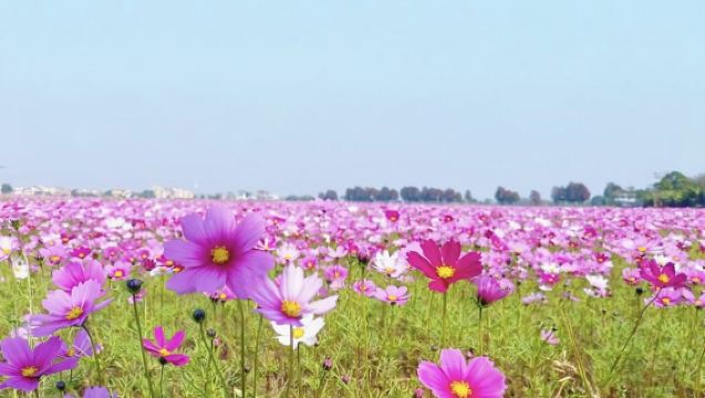 中山詹園+孫中山故居+崖口村+孫文西路一日【包車遊上門接送】