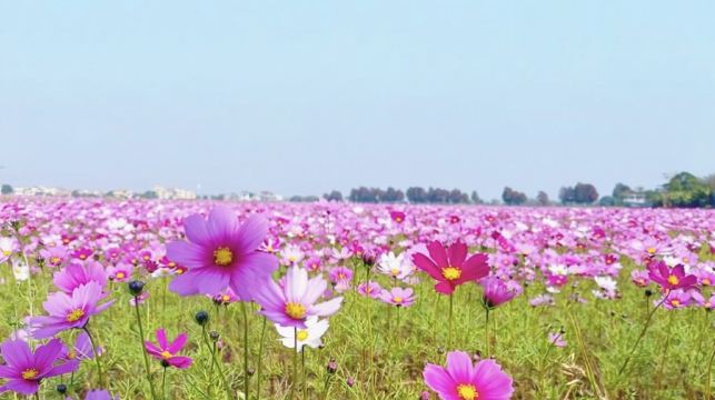 中山影視城+孫中山故居+詹園+崖口村一日【私家小團上門接送】