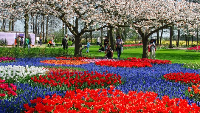 Amsterdam, Netherlands: Keukenhof Gardens + Zaanse Schans Windmill Village Day Tour to Admire Tulips