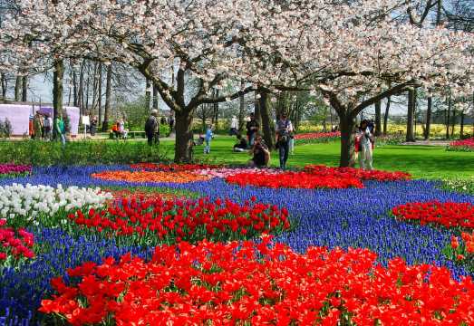 Amsterdam, Netherlands: Keukenhof Gardens + Zaanse Schans Windmill Village Day Tour to Admire Tulips