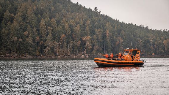 Whale Watching Nanaimo Open Boat Tour