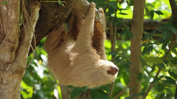 Skip the Line: Diamante Eco Adventure Park: Animal Sanctuary Discovery Ticket