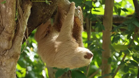 Skip the Line: Diamante Eco Adventure Park: Animal Sanctuary Discovery Ticket