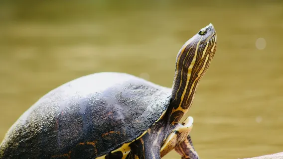 Canoe experience exploring Tortuguero National Park