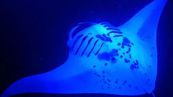 Manta Ray Night Snorkeling Adventure in Kailua-Kona